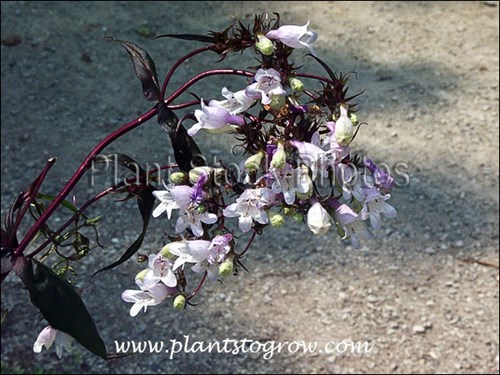Not a very good image.  The plant is more upright, but it does show the nice contrast between the reddish stems and the flowers.